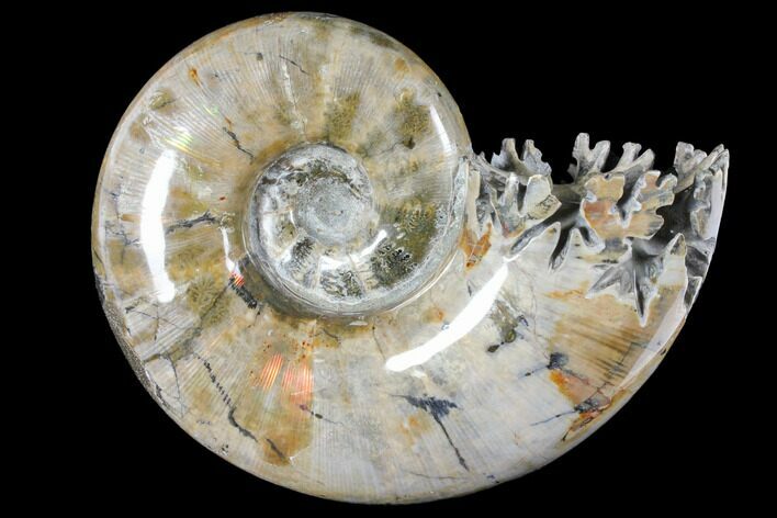 Polished, Agatized Ammonite (Phylloceras?) - Madagascar #133238